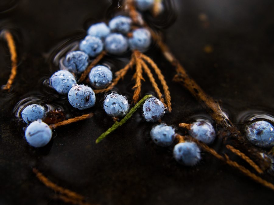 Cedar berries floating in a puddle.