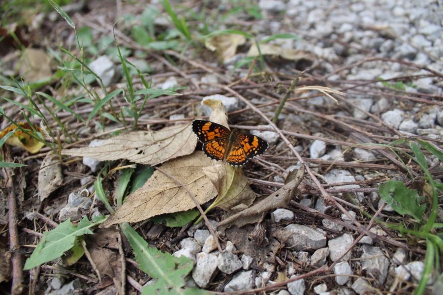 The Parkville Nature Sanctuary offers a quiet escape to marvel at wildlife or sit by a rushing creek.