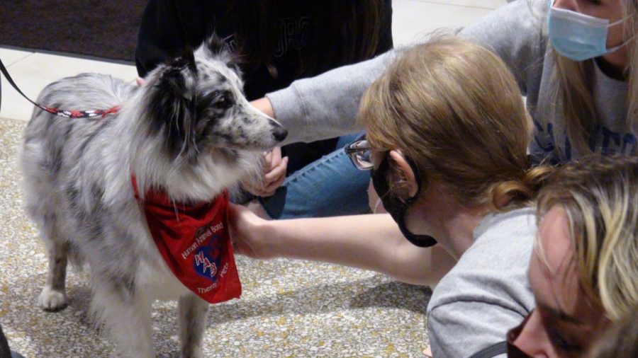 Student Rebecca Newsome pets a therapy dog named Lani, a female Shelti, in Norrington Center.