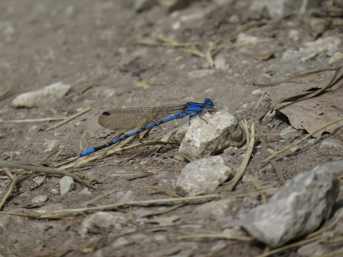 The+Parkville+Nature+Sanctuary%E2%80%99s+115-acre+wildlife+preserve+is+a+habitat+for+a%0Amultitude+of+wildlife%2C+including+common+blue+damselflies%2C+pictured.