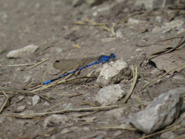 The Parkville Nature Sanctuary’s 115-acre wildlife preserve is a habitat for a
multitude of wildlife, including common blue damselflies, pictured.